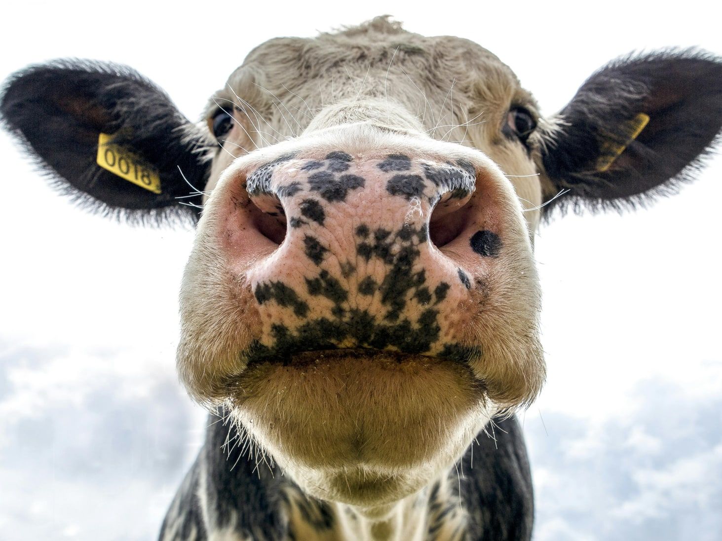 Vaca em primeiro plano