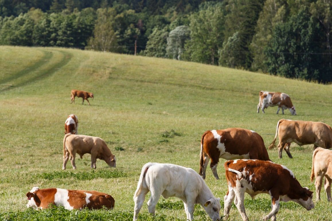 Vacas em pastoreio numa encosta verde