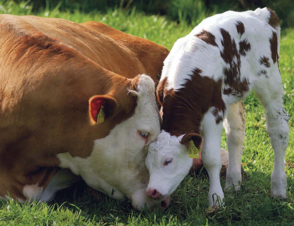 biotaris cow